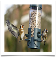 COMMENDED Goldfinch - James Leslie